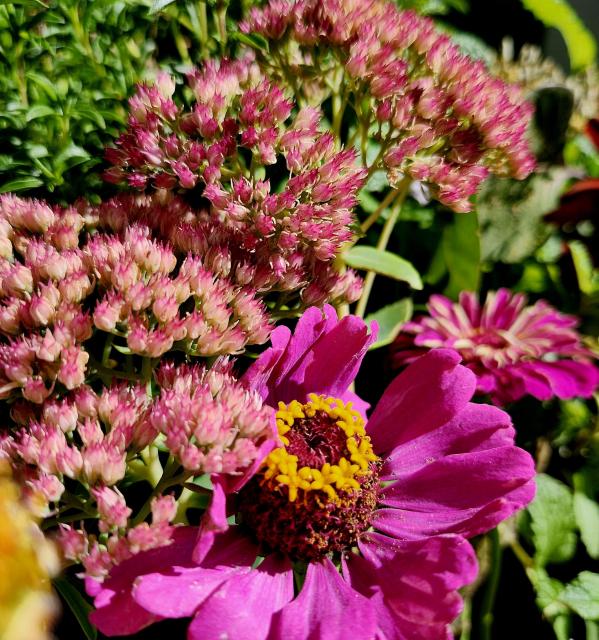 Some autumn joy sedum flowers alongside a pink zinnia in a vase by the front door