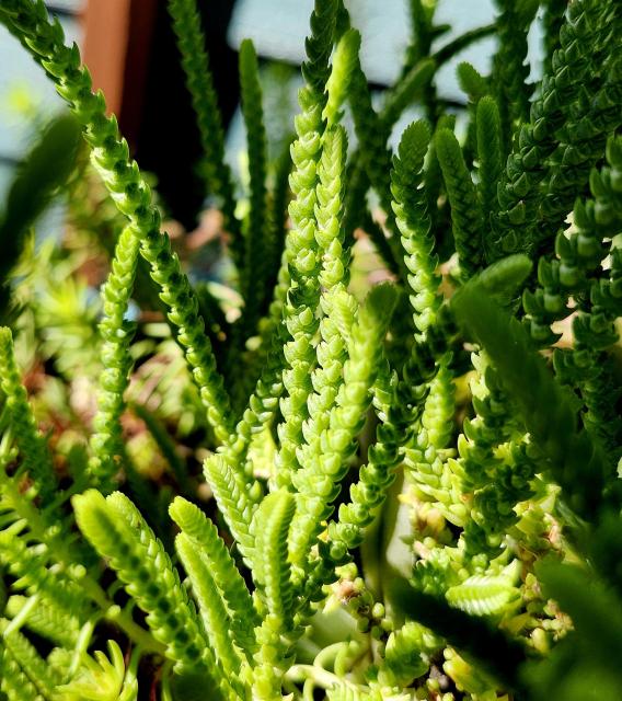 Bright green sedums in the morning sunshine