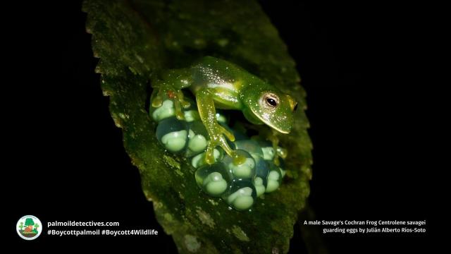 Attn #reptile lovers and #herpetology fans 💚🐊🦎🐍🐸🐢💚 20% of #reptiles are headed for #extinction from #meat 🥩❌ #palmoil 🌴❌ #deforestation. Help all animals! #BoycottPalmOil #Boycott4Wildlife and be #Vegan when you shop  @palmoildetect.bsky.social  https://palmoildetectives.com/2021/07/21/one-fifth-of-reptiles-heading-towards-extinction/?utm_source=mastodon&utm_medium=Palm+Oil+Detectives&utm_campaign=publer   