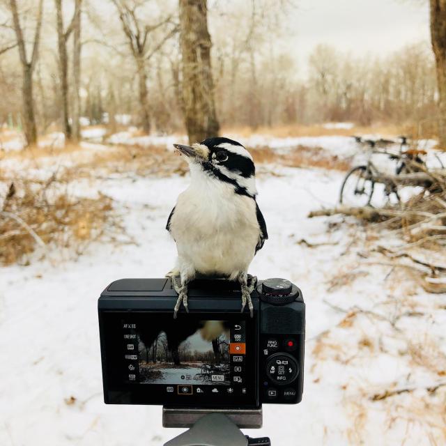 A winter scene in a wooded area. In the background snow covers the ground, the sky is overcast and barren trees dot the landscape. A bicycle is seen in the mid ground. The subject is a close up of a Canon G7X Mark II compact camera with a small mountain chickadee perched atop it.