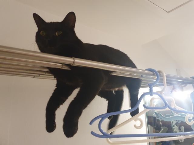 a black cat on a drying shelf, With his 4 legs dangling below