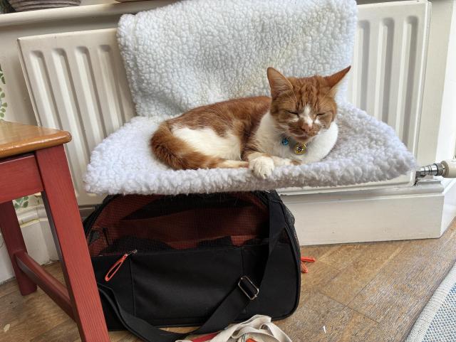 A half-sleeping orange and white cat rests on a fluffy white perch above a black bag, with a chair nearby. The scene is cozy and calm, featuring a radiator in the background.
