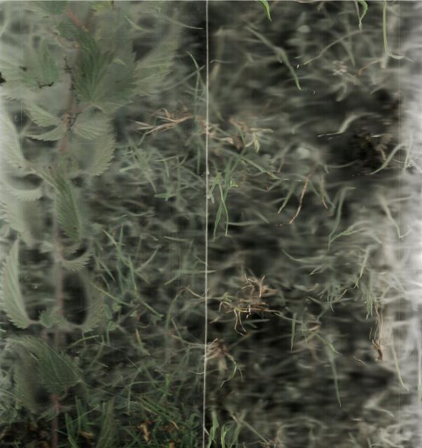 An abstract scan of grass and nettles under a sheet of perspex. The light and dark areas are amplified because of the use of a scanner.