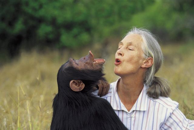 Jane Goodall with a chimpanzee
