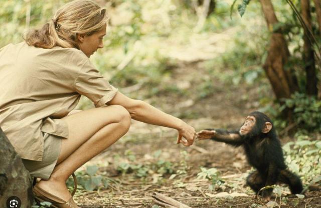 Jane Goodall, in a seated position on the ground, reaching out to a baby chimpanzee that is walking towards Jane and reaching out themselves. Jane and the chimpanzee's hands are close and nearly touching.