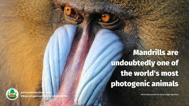 The largest and most colourful old world #monkeys – #Mandrills 🐵🐒🤎get even brighter coloured when excited. They are #vulnerable from #palmoil #meat #deforestation and #poaching. Help them! Be #vegan 🥕🥦 #Boycottpalmoil 🌴🔥🧐⛔️#Boycott4Wildlife https://palmoildetectives.com/2023/12/17/mandrill-mandrillus-sphinx/?utm_source=mastodon&utm_medium=Palm+Oil+Detectives&utm_campaign=publer

