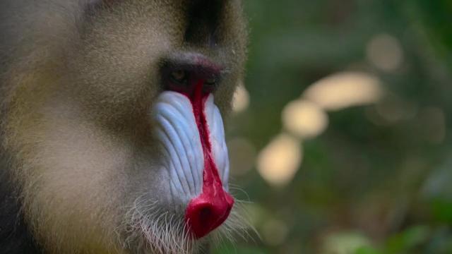 The largest and most colourful old world #monkeys – #Mandrills 🐵🐒🤎get even brighter coloured when excited. They are #vulnerable from #palmoil #meat #deforestation and #poaching. Help them! Be #vegan 🥕🥦 #Boycottpalmoil 🌴🔥🧐⛔️#Boycott4Wildlife https://palmoildetectives.com/2023/12/17/mandrill-mandrillus-sphinx/?utm_source=mastodon&utm_medium=Palm+Oil+Detectives&utm_campaign=publer

