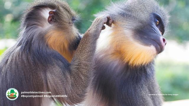 The largest and most colourful old world #monkeys – #Mandrills 🐵🐒🤎get even brighter coloured when excited. They are #vulnerable from #palmoil #meat #deforestation and #poaching. Help them! Be #vegan 🥕🥦 #Boycottpalmoil 🌴🔥🧐⛔️#Boycott4Wildlife https://palmoildetectives.com/2023/12/17/mandrill-mandrillus-sphinx/?utm_source=mastodon&utm_medium=Palm+Oil+Detectives&utm_campaign=publer

