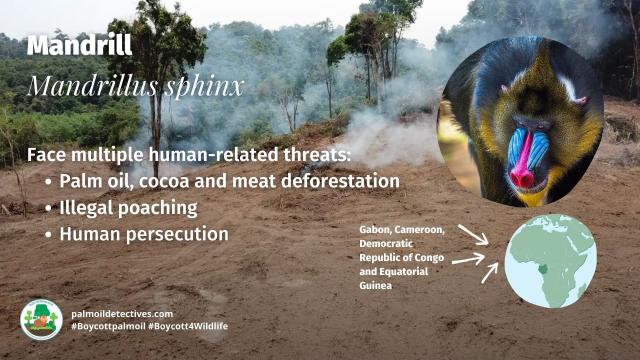 The largest and most colourful old world #monkeys – #Mandrills 🐵🐒🤎get even brighter coloured when excited. They are #vulnerable from #palmoil #meat #deforestation and #poaching. Help them! Be #vegan 🥕🥦 #Boycottpalmoil 🌴🔥🧐⛔️#Boycott4Wildlife https://palmoildetectives.com/2023/12/17/mandrill-mandrillus-sphinx/?utm_source=mastodon&utm_medium=Palm+Oil+Detectives&utm_campaign=publer

