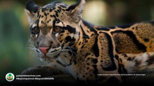Sunda Clouded #leopards are agile ambush #predators 🐆 of #gibbons, wild #pigs and mouse deer in #Borneo and #Sumatra. #Palmoil deforestation is a huge threat to these #BigCats. Help them when you #Boycottpalmoil 🌴🔥💀🚫#Boycott4Wildlife @palmoildetect https://wp.me/pcFhgU-anN?utm_source=mastodon&utm_medium=Palm+Oil+Detectives&utm_campaign=publer

