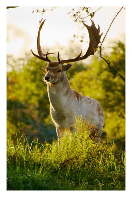 A deer with large antlers stands in a grassy field. Sunlight filters through trees in the background, casting a warm glow over the scene. Branches and foliage partially frame the deer.