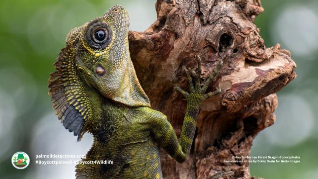 Cheeky, charismatic Borneo Forest #Dragons 🦎are the most beautiful #lizards you’ve never heard of. Living inside of #Borneo’s #forests, threats include #palmoil #deforestation and more. Help them survive #Boycottpalmoil #Boycott4Wildlife @palmoildetect https://wp.me/pcFhgU-8PU?utm_source=mastodon&utm_medium=Palm+Oil+Detectives&utm_campaign=publer

