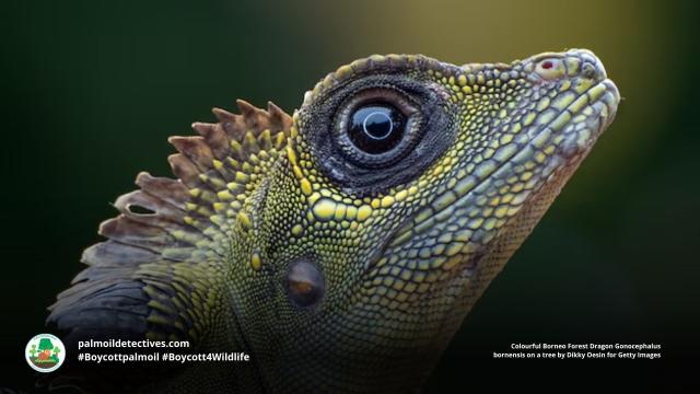 Cheeky, charismatic Borneo Forest #Dragons 🦎are the most beautiful #lizards you’ve never heard of. Living inside of #Borneo’s #forests, threats include #palmoil #deforestation and more. Help them survive #Boycottpalmoil #Boycott4Wildlife @palmoildetect https://wp.me/pcFhgU-8PU?utm_source=mastodon&utm_medium=Palm+Oil+Detectives&utm_campaign=publer


