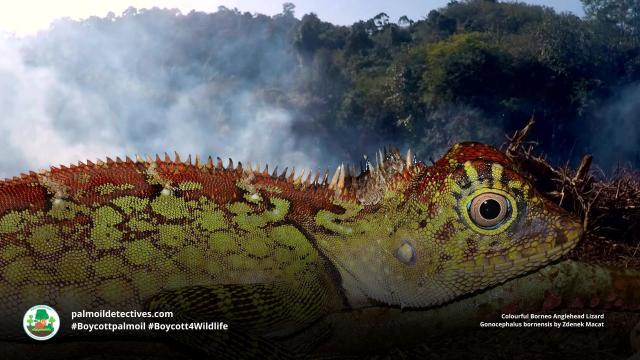 Cheeky, charismatic Borneo Forest #Dragons 🦎are the most beautiful #lizards you’ve never heard of. Living inside of #Borneo’s #forests, threats include #palmoil #deforestation and more. Help them survive #Boycottpalmoil #Boycott4Wildlife @palmoildetect https://wp.me/pcFhgU-8PU?utm_source=mastodon&utm_medium=Palm+Oil+Detectives&utm_campaign=publer

