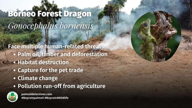 Cheeky, charismatic Borneo Forest #Dragons 🦎are the most beautiful #lizards you’ve never heard of. Living inside of #Borneo’s #forests, threats include #palmoil #deforestation and more. Help them survive #Boycottpalmoil #Boycott4Wildlife @palmoildetect https://wp.me/pcFhgU-8PU?utm_source=mastodon&utm_medium=Palm+Oil+Detectives&utm_campaign=publer

