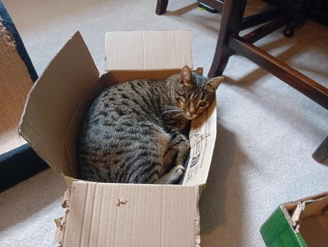 Wren the one-eyed tabby cat, curled up in a cardboard box that is slightly too small for her. It's bowed at the sides and the flaps have bite chunks out of them. She rests her cheek on the side.