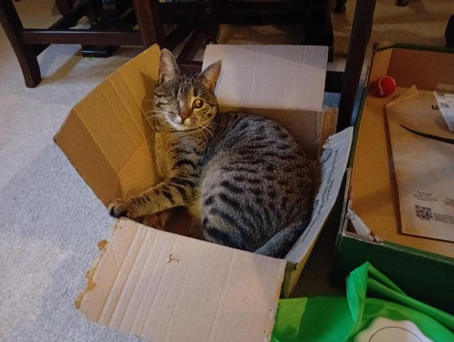 Wren in the same box, looking bright. Her eye flashes in the light. It's only one day later but the sides are splitting and it's even more chewed.