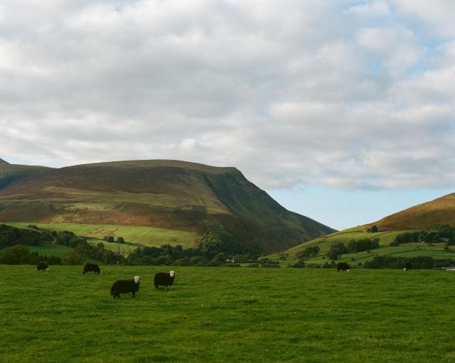 Two black sheep with white heads are looking towards the camera out on a green field. There are more black sheep grazing. The field is in shadow, while the fells in the background are illuminated by the setting sun. The fells are covered in small white dots, which are white sheep.
