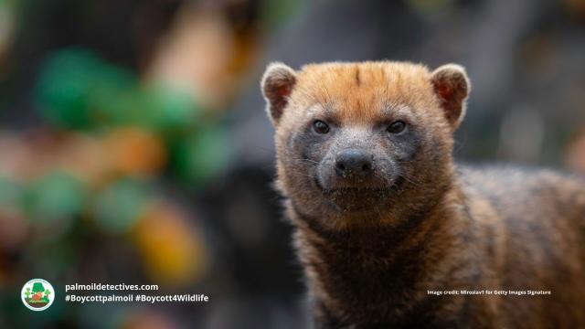 Once believed #extinct, the enigmatic #BushDog 🐕🐺 is now 'Near Threatened' from #palmoil 🌴🔥 and #soy 🥜🔥 #deforestation in #SouthAmerica. Masterful hunters they rely on prey that is disappearing. Help them survive! #Boycottpalmoil 🌴☠️⛔ #Boycott4Wildlife @palmoildetect.bsky.social 
 https://wp.me/pcFhgU-73d?utm_source=mastodon&utm_medium=Palm+Oil+Detectives&utm_campaign=publer   