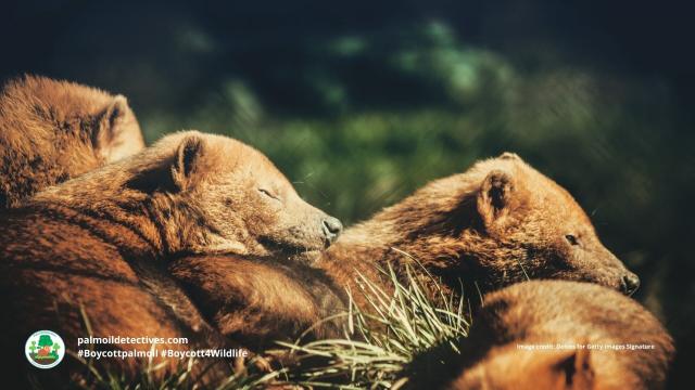 Once believed #extinct, the enigmatic #BushDog 🐕🐺 is now 'Near Threatened' from #palmoil 🌴🔥 and #soy 🥜🔥 #deforestation in #SouthAmerica. Masterful hunters they rely on prey that is disappearing. Help them survive! #Boycottpalmoil 🌴☠️⛔ #Boycott4Wildlife @palmoildetect.bsky.social 
 https://wp.me/pcFhgU-73d?utm_source=mastodon&utm_medium=Palm+Oil+Detectives&utm_campaign=publer   