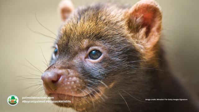 Once believed #extinct, the enigmatic #BushDog 🐕🐺 is now 'Near Threatened' from #palmoil 🌴🔥 and #soy 🥜🔥 #deforestation in #SouthAmerica. Masterful hunters they rely on prey that is disappearing. Help them survive! #Boycottpalmoil 🌴☠️⛔ #Boycott4Wildlife @palmoildetect.bsky.social 
 https://wp.me/pcFhgU-73d?utm_source=mastodon&utm_medium=Palm+Oil+Detectives&utm_campaign=publer   