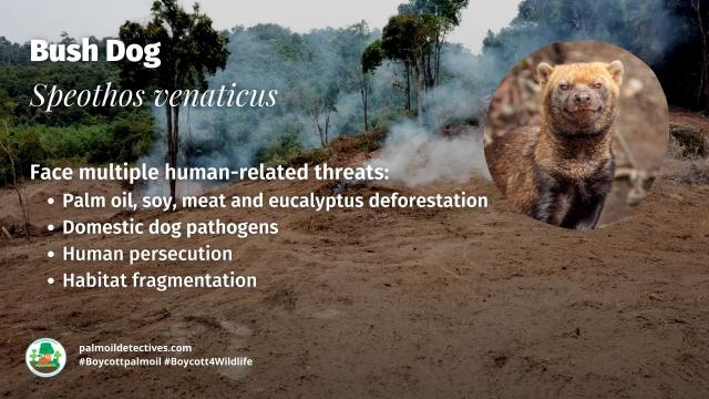 Once believed #extinct, the enigmatic #BushDog 🐕🐺 is now 'Near Threatened' from #palmoil 🌴🔥 and #soy 🥜🔥 #deforestation in #SouthAmerica. Masterful hunters they rely on prey that is disappearing. Help them survive! #Boycottpalmoil 🌴☠️⛔ #Boycott4Wildlife @palmoildetect.bsky.social 
 https://wp.me/pcFhgU-73d?utm_source=mastodon&utm_medium=Palm+Oil+Detectives&utm_campaign=publer   