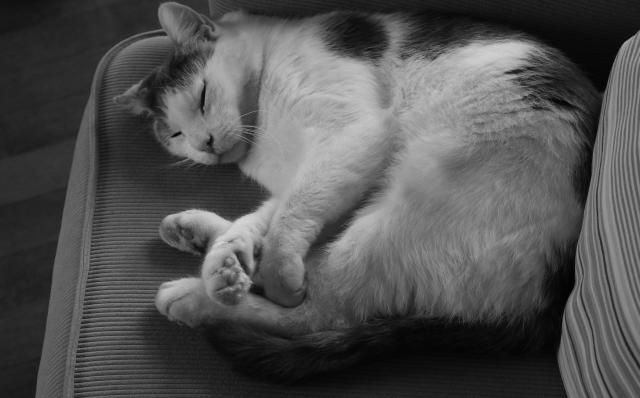 Black and white photograph of a white cat with a dark gray tail, back, and top of its head, lying on its side with its eyes closed on a striped armchair. The photo is taken from the side and above one of the chair's arms.