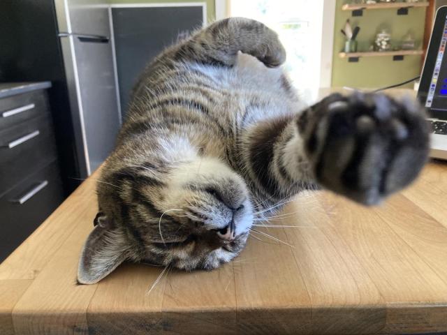 Tabby cat lounging on his side with his head upside down. One ear is squished under his head. He's on a pale wood tabletop. One front paw is stretched toward the camera, showing black toe beans.