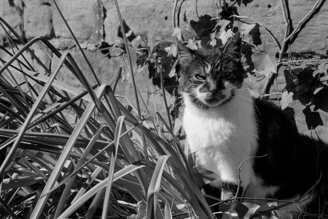 A portrait of my old cat Faris. She used to love sitting in this sink-turned-planter in the back yard. It was a waste of time trying to plant more in it, or trying to make it look good - she'd just crush anything that was in it. Truly the best cat.