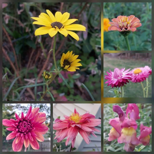 Collage of 6 close up blooms. All shades of pale pink and purple except the sunflowers in bright yellow