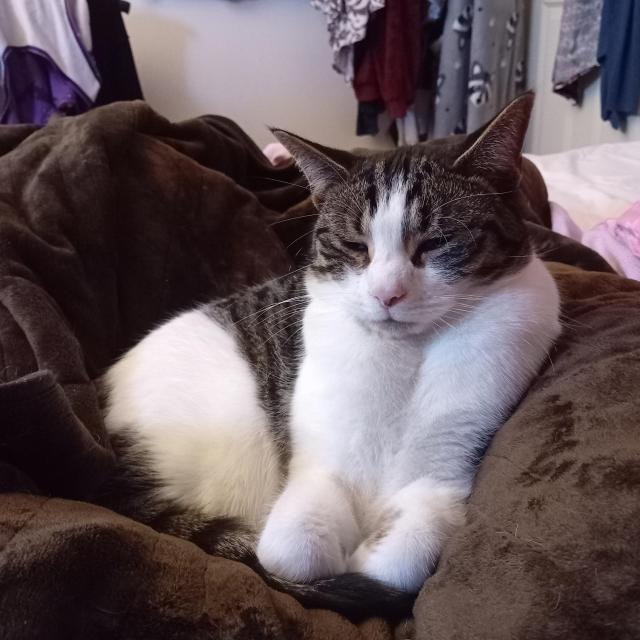 A very sleepy mackeral and white tabby, tiredly squinting, curled up on a brown blanket with his front white paws loosely tucked under like a goat.
