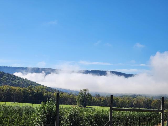 Forested hills with clouds in valleys. A row of apple trees in foreground