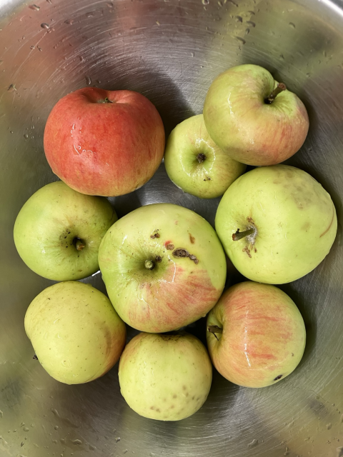 Bunch of garden apples on a metal bowl, some red, some yellowish or greenish. All with imperfections, yet delicious.