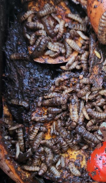 Compost with black soldier fly larvae
