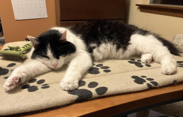 A medium-hair tuxedo cat, sprawled out sleeping on a cat mat on a desk. His front paws are extended in front of him, and you can see the his pink beans on one of them. 