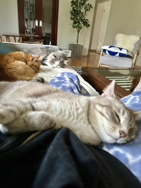 Doots, a Lynx Point Siamese, in the foreground lying against my leg, with Thor, a fluffy grey and white half-Ragdoll cat, and Loki, an orange tabby, lounging in the background on the opposite end of the grey sofa. Everyone is sleeping except me, obviously, who took the picture. 