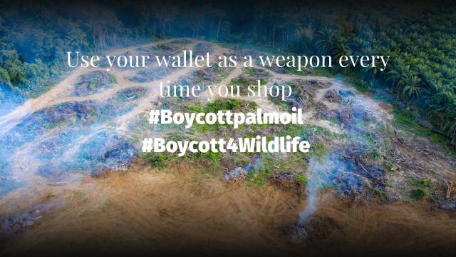 #News: Some #tropical #trees have the ingenious ability to cool their lives to survive heatwaves—but many can’t 🌴🔥. Loss of these species could trigger animal and plant #extinction and risks #climate resilience. #ClimateChange #Boycott4Wildlife https://theconversation.com/some-tropical-trees-cool-their-leaves-to-survive-the-heat-but-not-all-species-have-ways-to-cope-264117?utm_source=mastodon&utm_medium=Palm+Oil+Detectives&utm_campaign=publer
