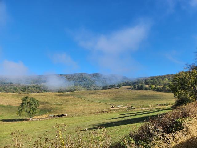 Rolling green and yellow hills with oak trees on the back. Small whispy clouds laying low overhead, remnants of the fog that just lifted