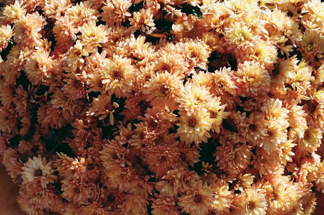 Colour film photo of lots of pale orange chrysanthemums
