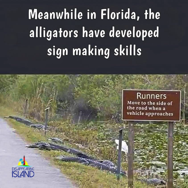 Meanwhile in Florida, the alligators have developed sign making skills Runners Move to the side of the road when a vehicle approaches (Alligators all along the roadside)