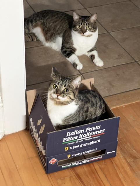 Brown & white tabbies. She’s sitting in a short Italian Pasta box with raised flaps; he’s behind her on the floor. They’re both looking to the camera.