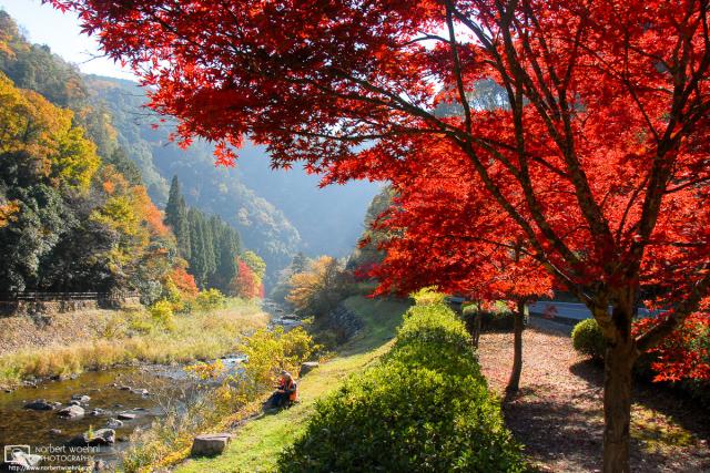 Colorful autumn foliage at Ukan Gorge, a tributary of the Asahikawa River in Okayama Prefecture, Japan.