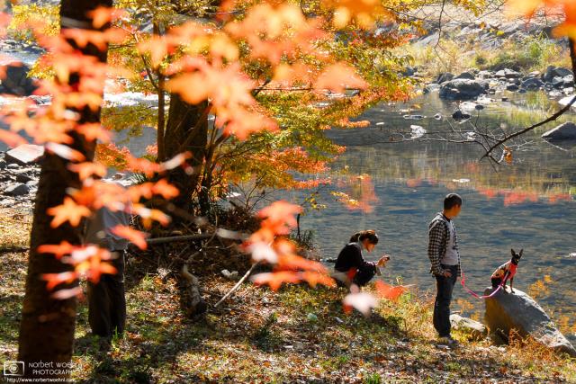 Colorful autumn foliage at Ukan Gorge, a tributary of the Asahikawa River in Okayama Prefecture, Japan.