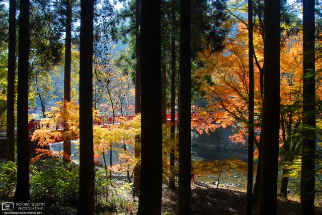 Colorful autumn foliage at Ukan Gorge, a tributary of the Asahikawa River in Okayama Prefecture, Japan.