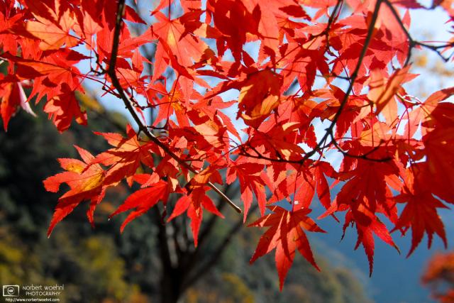 Colorful autumn foliage at Ukan Gorge, a tributary of the Asahikawa River in Okayama Prefecture, Japan.