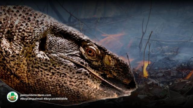 #News: The illegal #wildlife trade has a new target: ants 🐜 and #reptiles 🦎. As traffickers shift from #rhinos to smaller species, #Africa's ecosystems are at risk. We need stronger laws to protect these animals. @palmoildetect #Boycott4Wildlife https://dialogue.earth/en/nature/trafficking-of-lesser-known-wildlife-species-on-the-rise-in-africa/?utm_source=mastodon&utm_medium=Palm+Oil+Detectives&utm_campaign=publer
