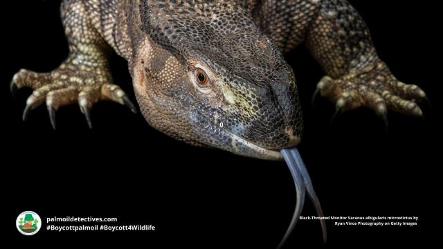 #News: The illegal #wildlife trade has a new target: ants 🐜 and #reptiles 🦎. As traffickers shift from #rhinos to smaller species, #Africa's ecosystems are at risk. We need stronger laws to protect these animals. @palmoildetect #Boycott4Wildlife https://dialogue.earth/en/nature/trafficking-of-lesser-known-wildlife-species-on-the-rise-in-africa/?utm_source=mastodon&utm_medium=Palm+Oil+Detectives&utm_campaign=publer
