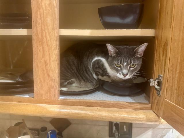 its my tabby cat peaches and she’s in the cabinet with the plates and bowls and she is in the bowl kinda