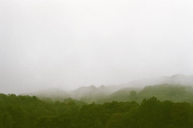 Trees in layers ever more obscured by white, milky fog.