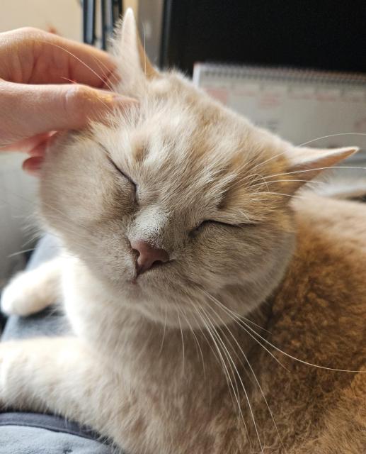 My cream British Shorthair cat Mori sitting on my lap getting one of his ears scritched. His eyes are closed in scritchy bliss and he looks extremely comfy.